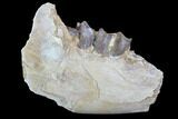 Hyracodon (Running Rhino) Jaw Section - South Dakota #90258-1